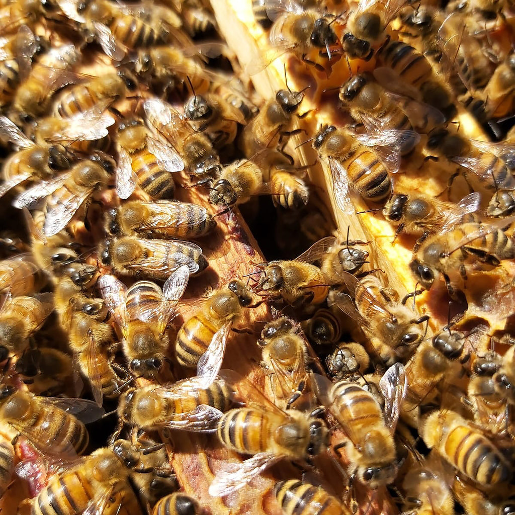 Mehiläistarhaustoimintaa